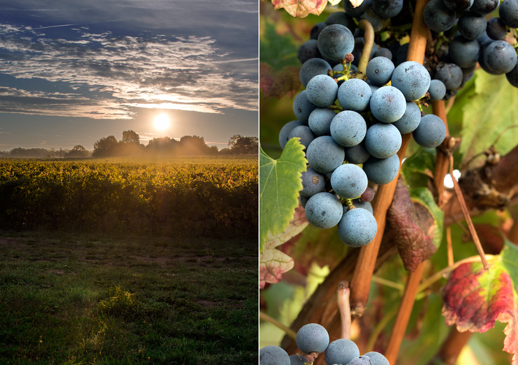 Château des Arras vignes raisins Château des Arras vignes raisins